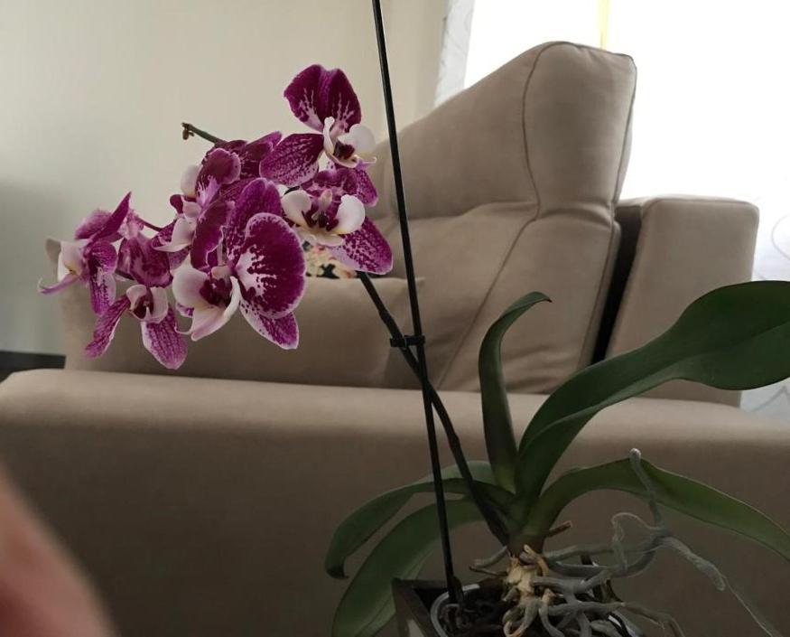 Apartamento Cangas Relax Onís Dış mekan fotoğraf